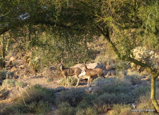 Deer come to the course 'meadows' in the early evening