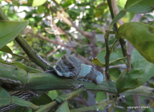 weird bug on orange tree