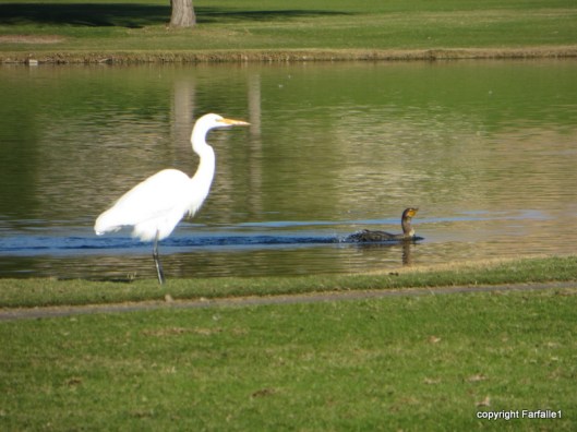 white egret and duck