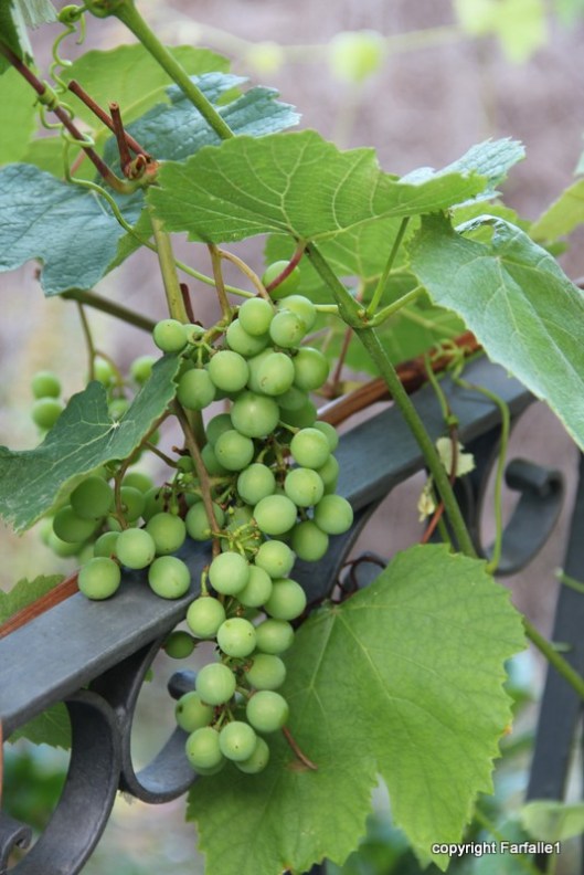 grapes