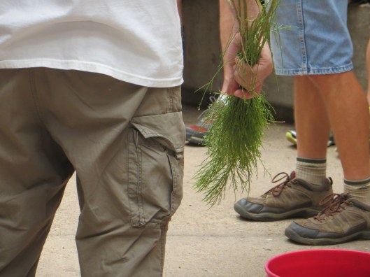 dusting tool, desert broom