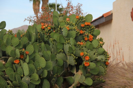 Painted Mtn blooming cactus