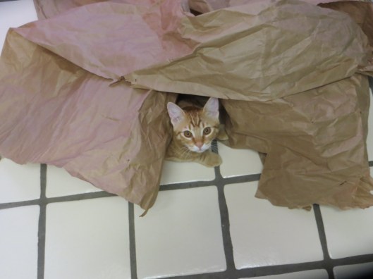 brown paper - best toy ever Jill