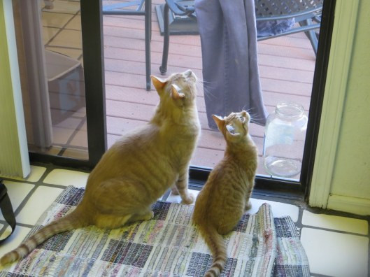 Jack and Jill birdwatching