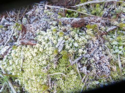 Vinyard trail with Elly, moss with frost