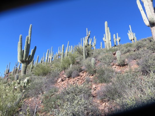 Vinyard trail with Elly saguaro forest from path