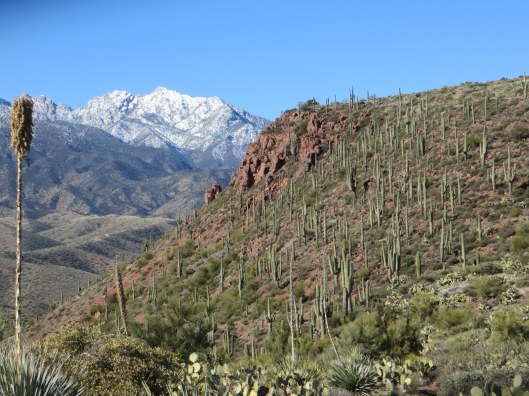 Vinyard trail with Elly Saguaro forest