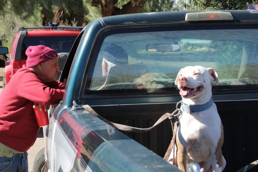 Superior House Tour the pitbull-001