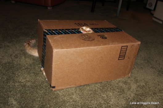 jill-in-the-box-003