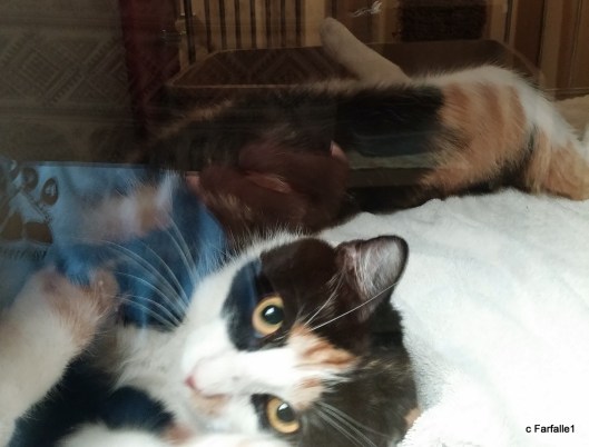 shelter-kitty-calico