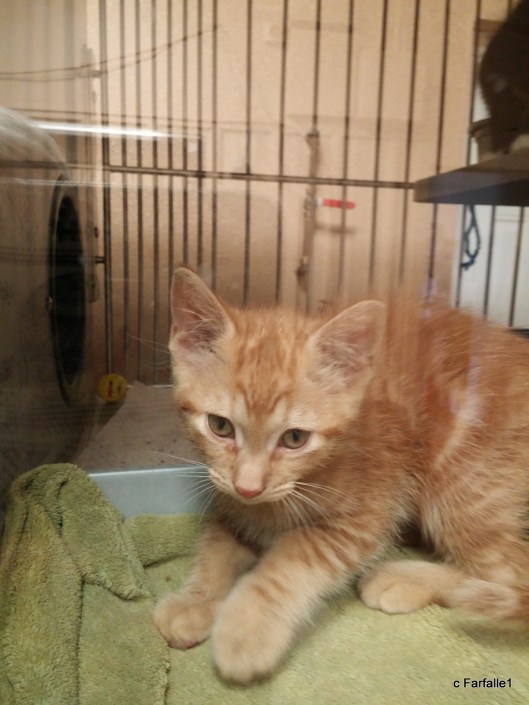shelter-kitty