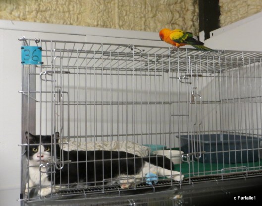 bird on cat cage
