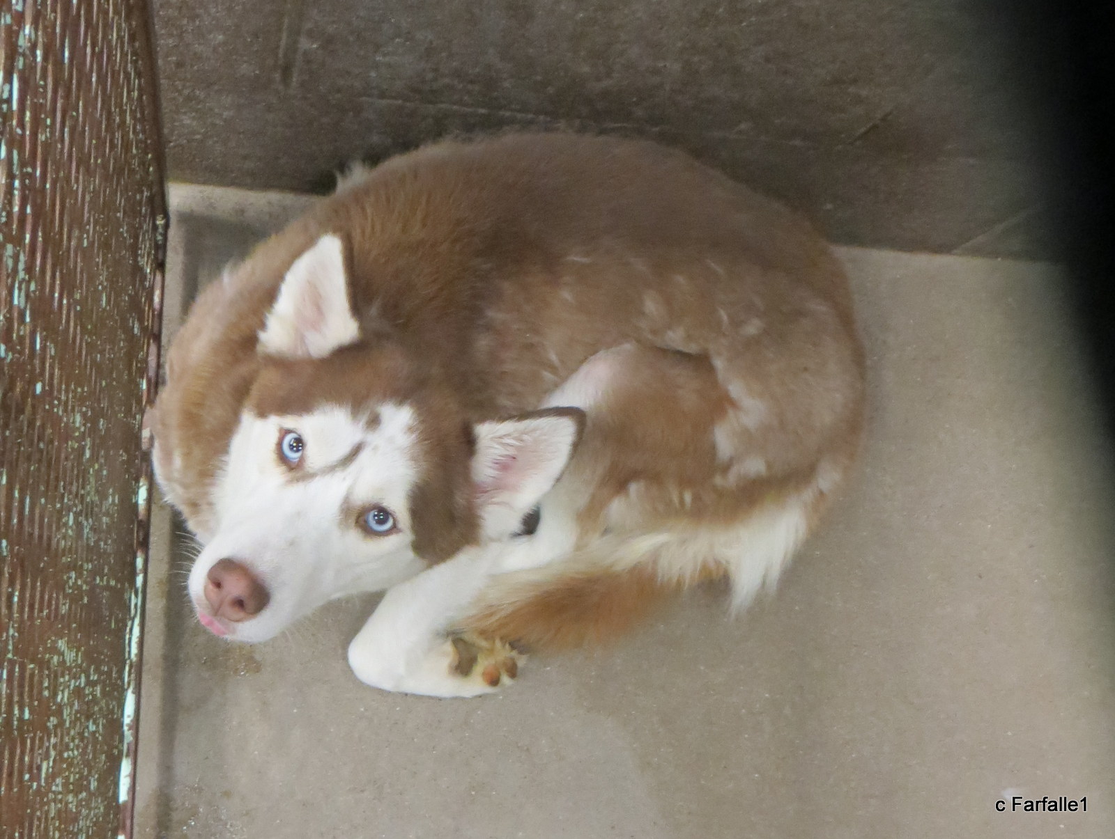 pretty blue-eyed dog