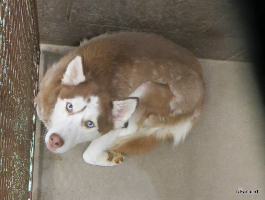 pretty blue-eyed dog