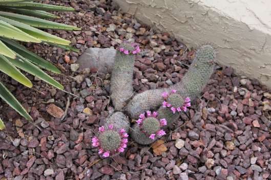 cactusflowersA