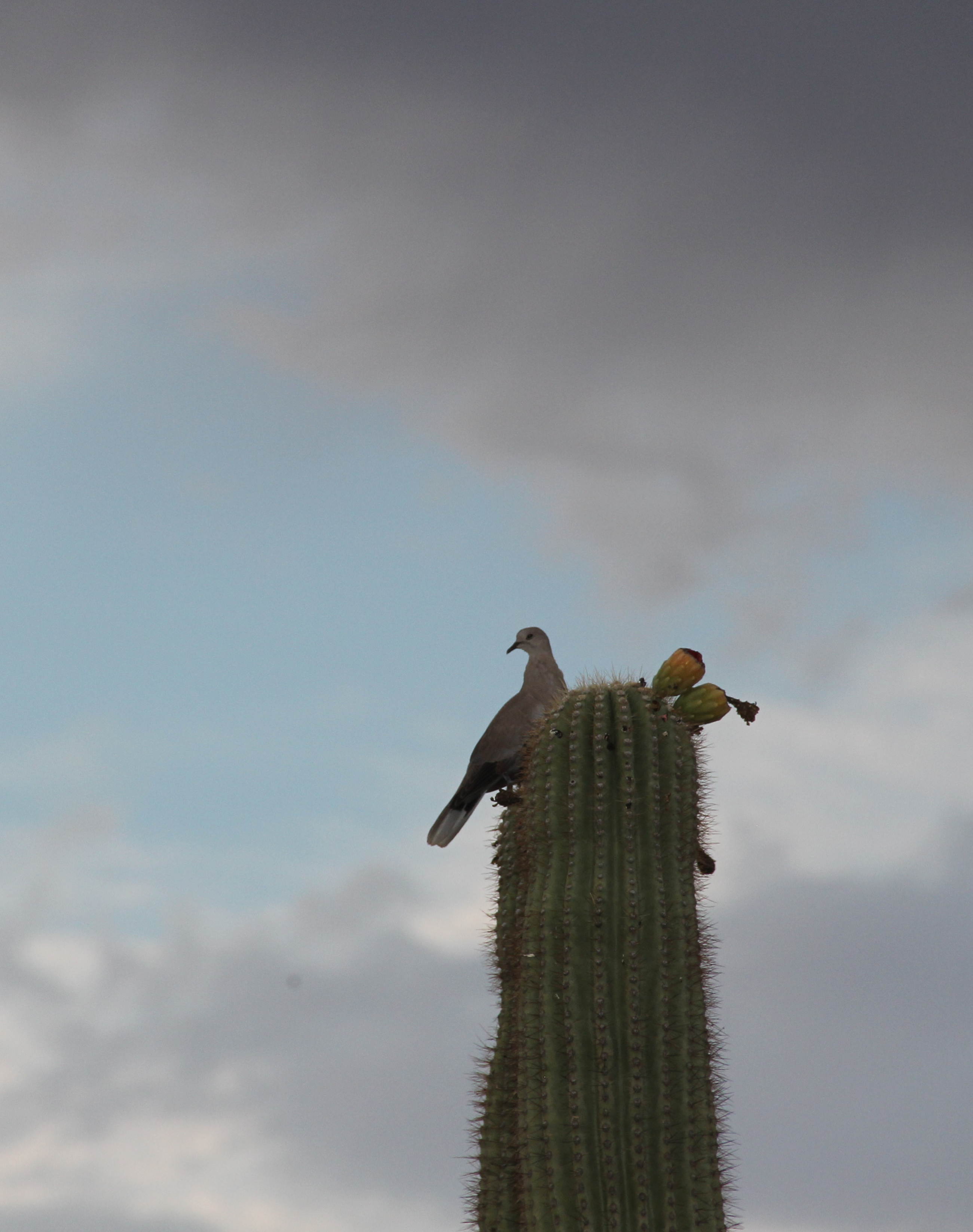 dove against cloudy skyA