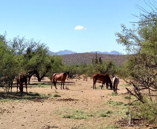 bunch of horses2 (2)