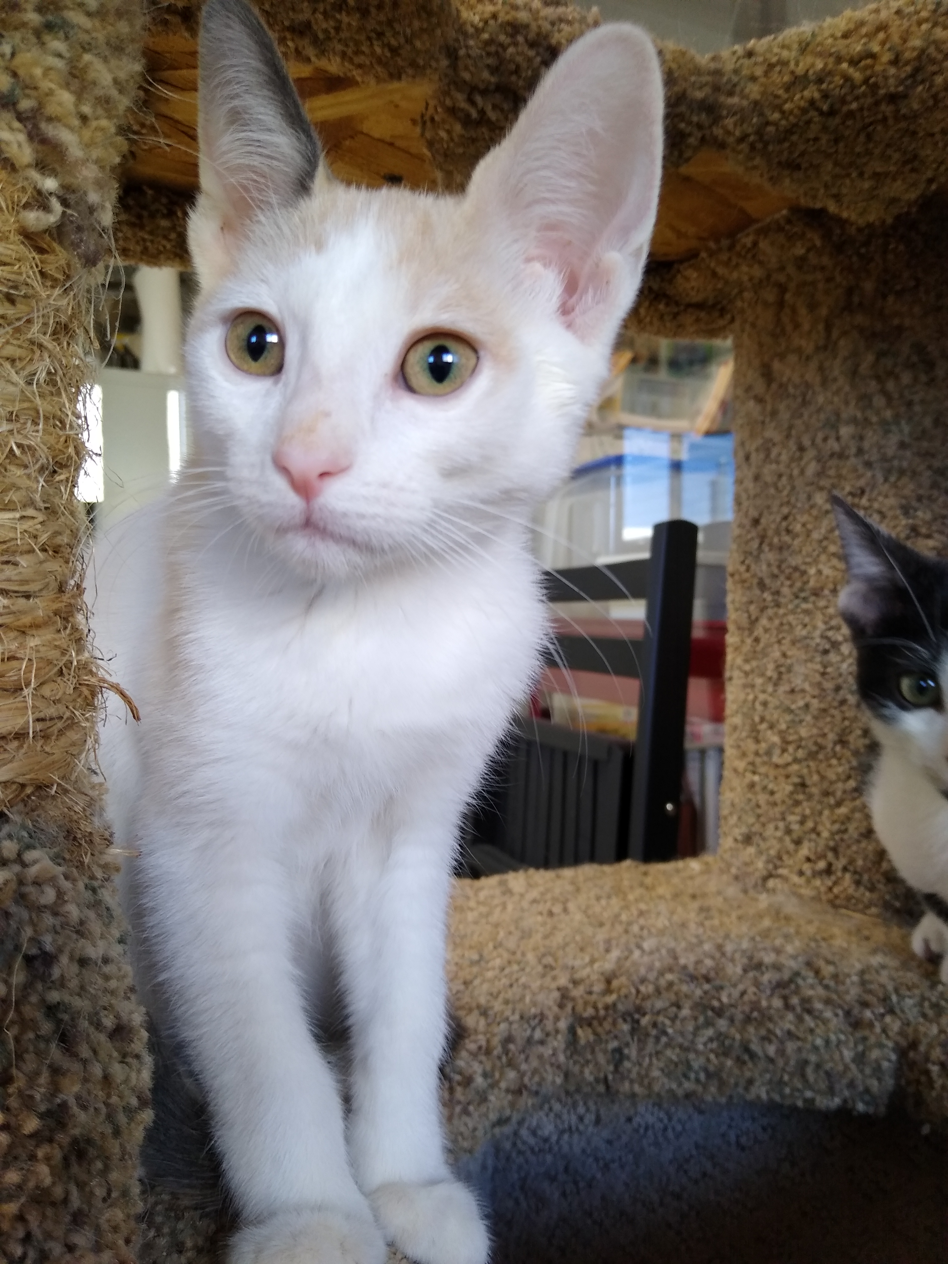 IMG_20190725_100304582