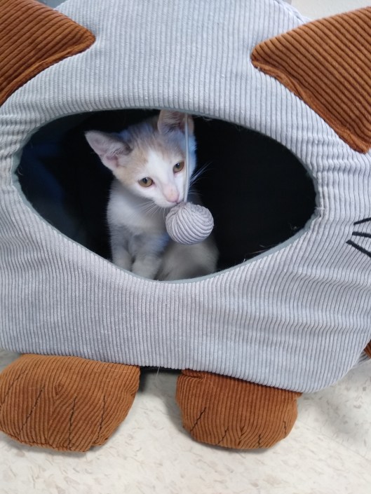 IMG_20190725_100636247