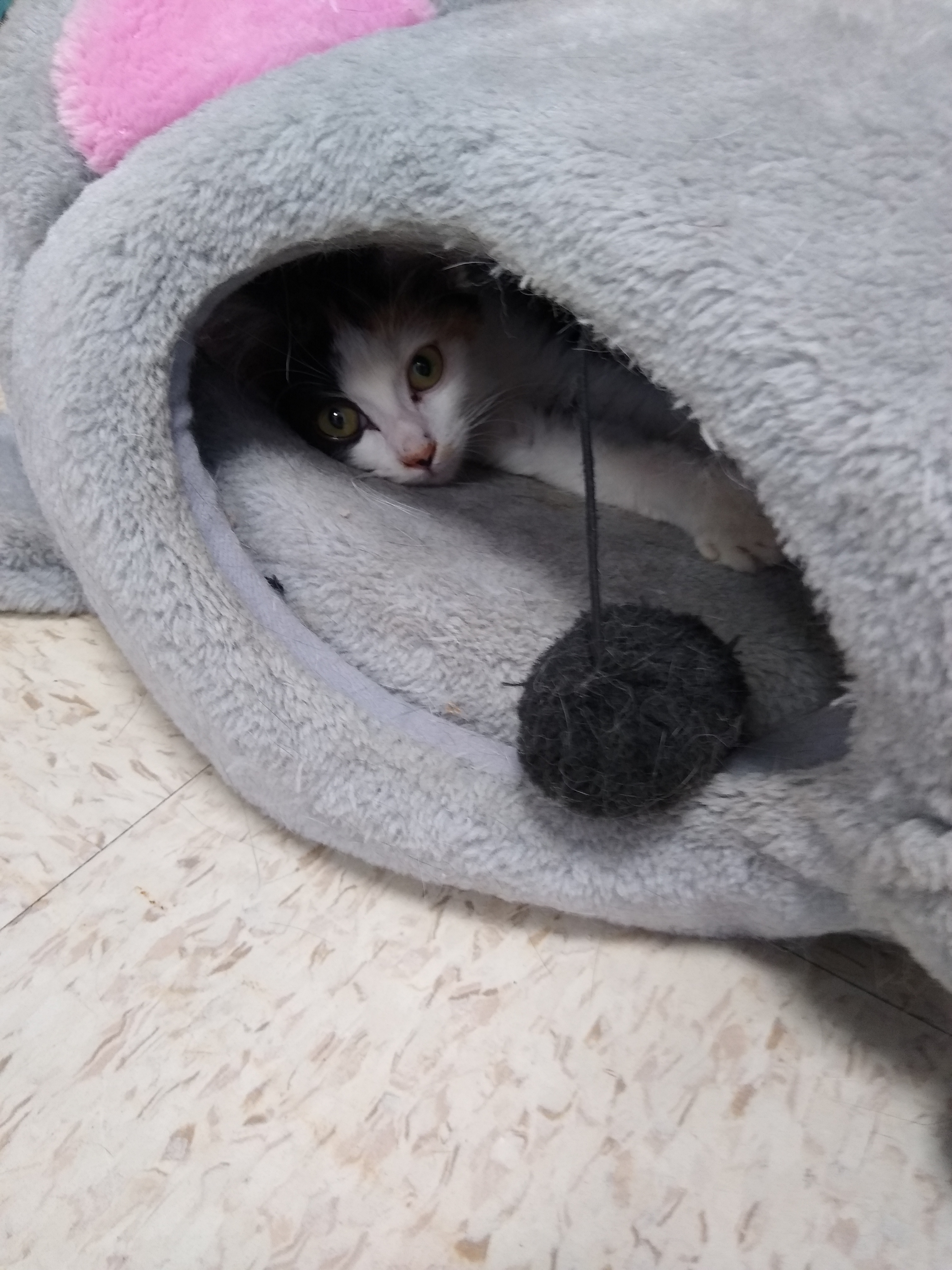 IMG_20190803_110455463