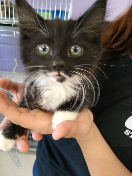 IMG_20190803_110528950