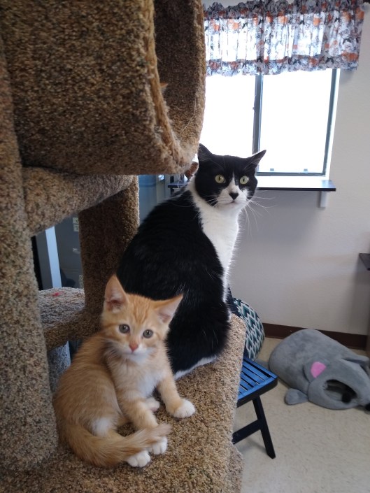 IMG_20190803_110549013