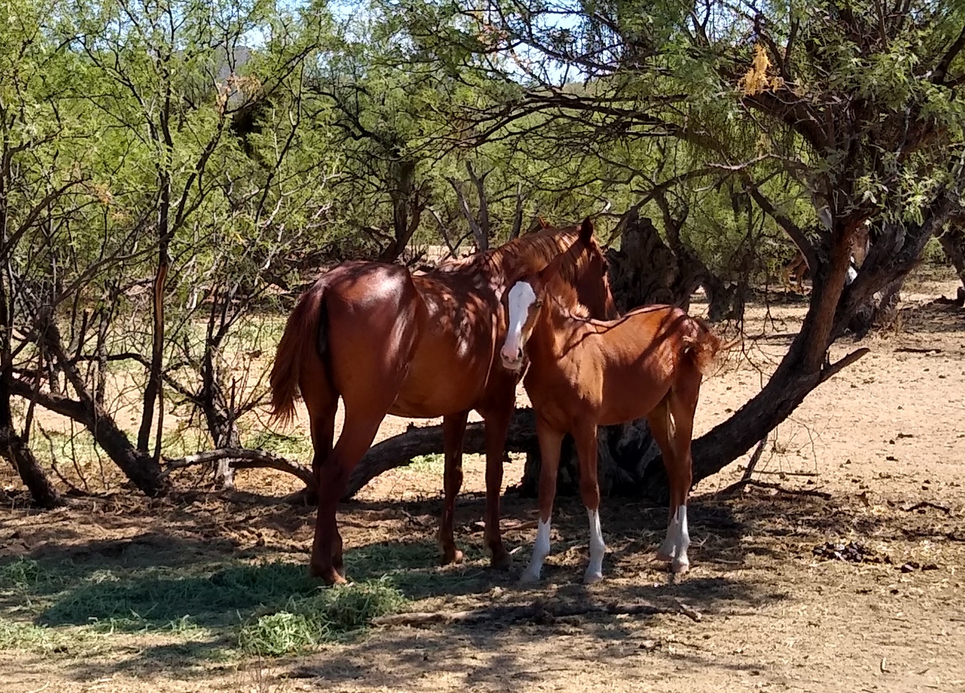 mother and child horse2 (2)