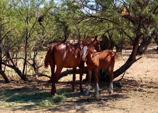 mother and child horse2 (2)