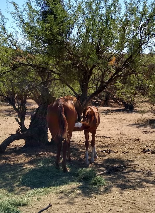 young horse nursing (2)